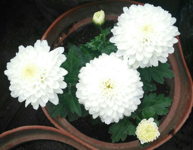 菊花四季欧州菊，九月菊