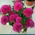 菊花四季欧州菊，九月菊