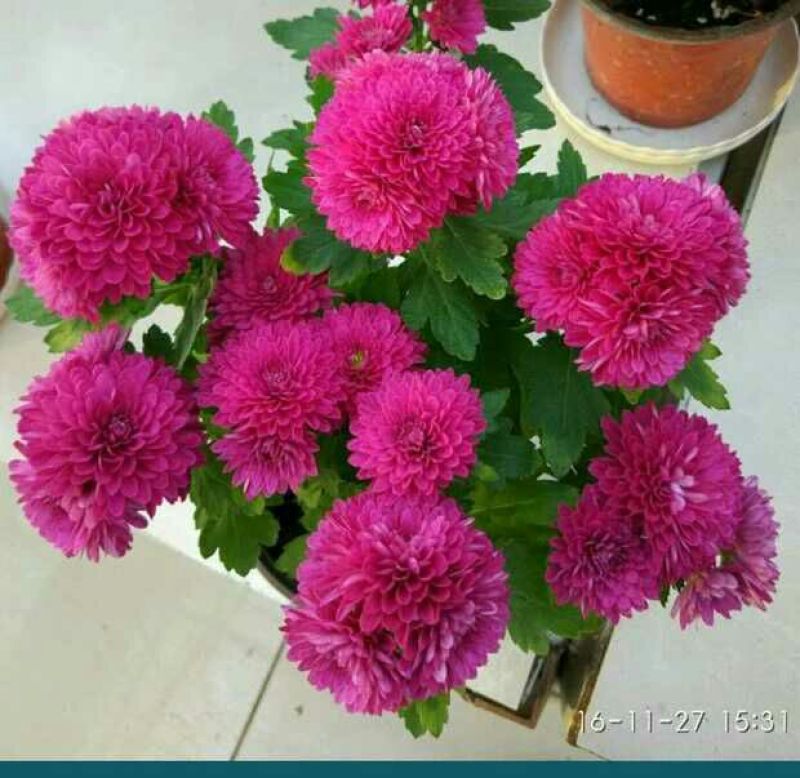 菊花四季欧州菊，九月菊