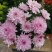 菊花四季欧州菊，九月菊