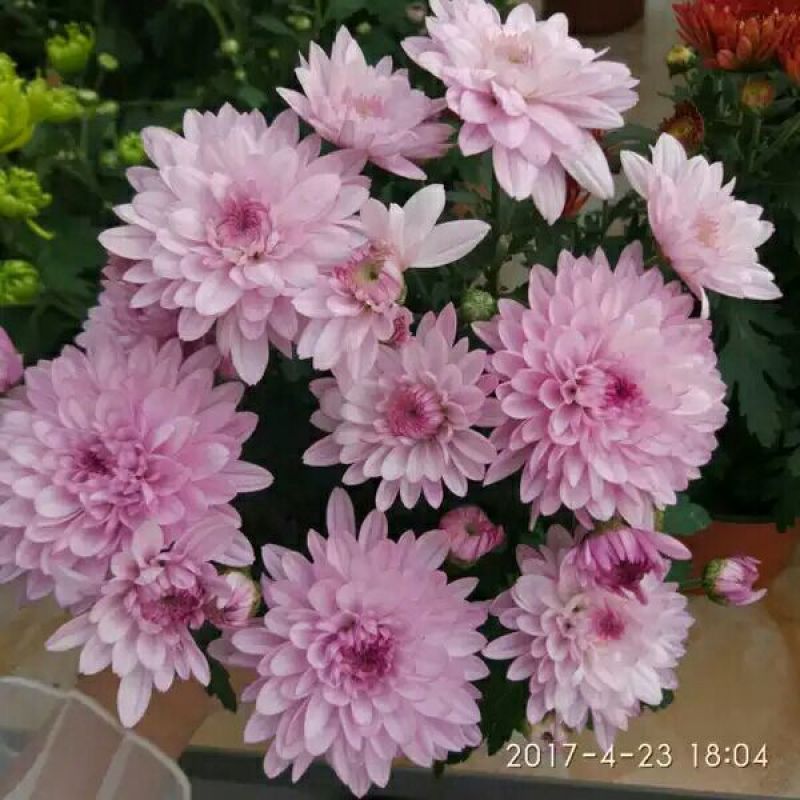 菊花四季欧州菊，九月菊
