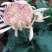 菊花四季欧州菊，九月菊