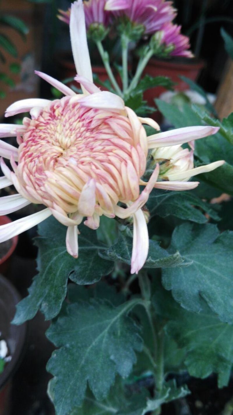 菊花四季欧州菊，九月菊