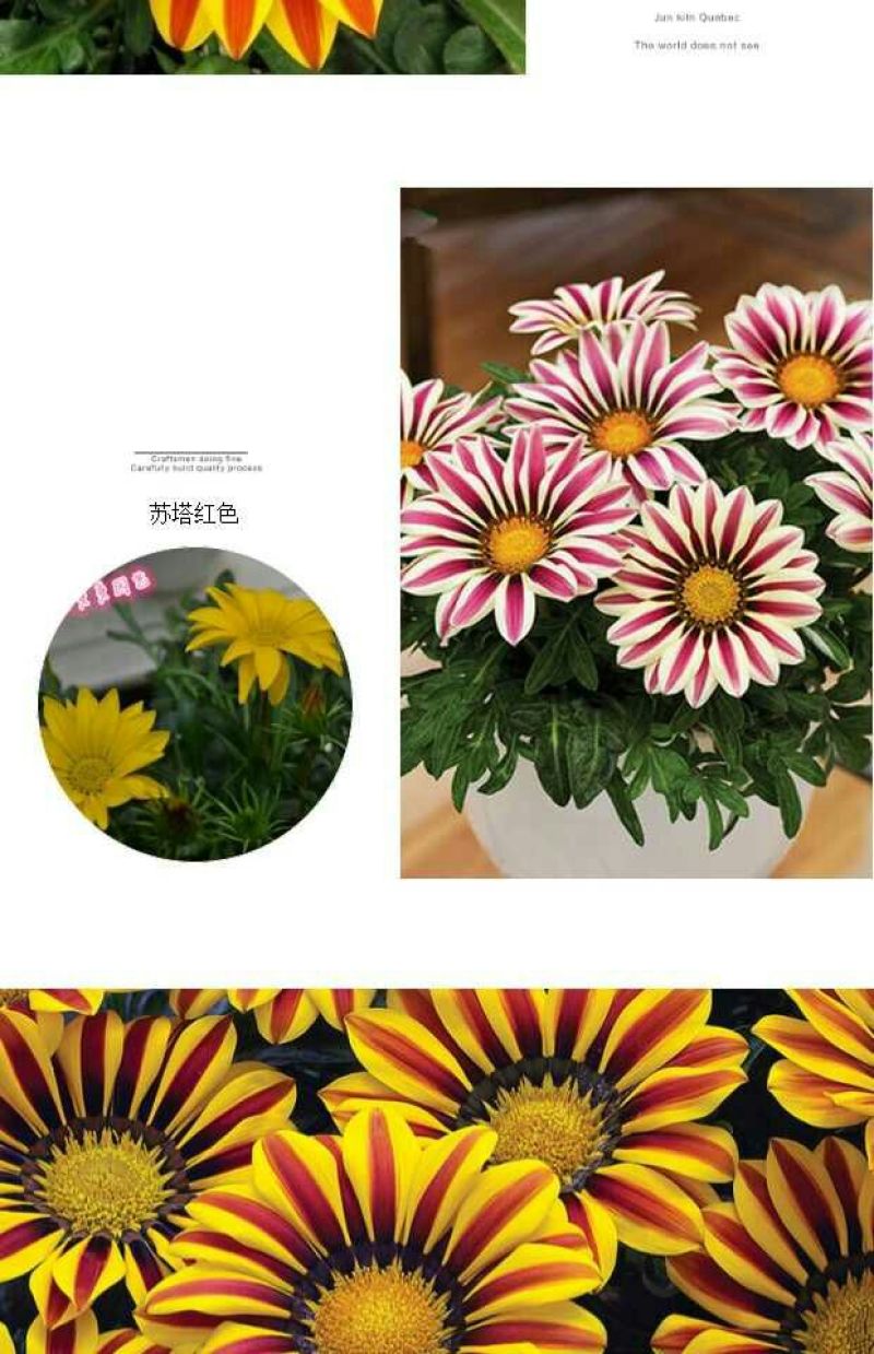 菊花四季欧州菊，九月菊