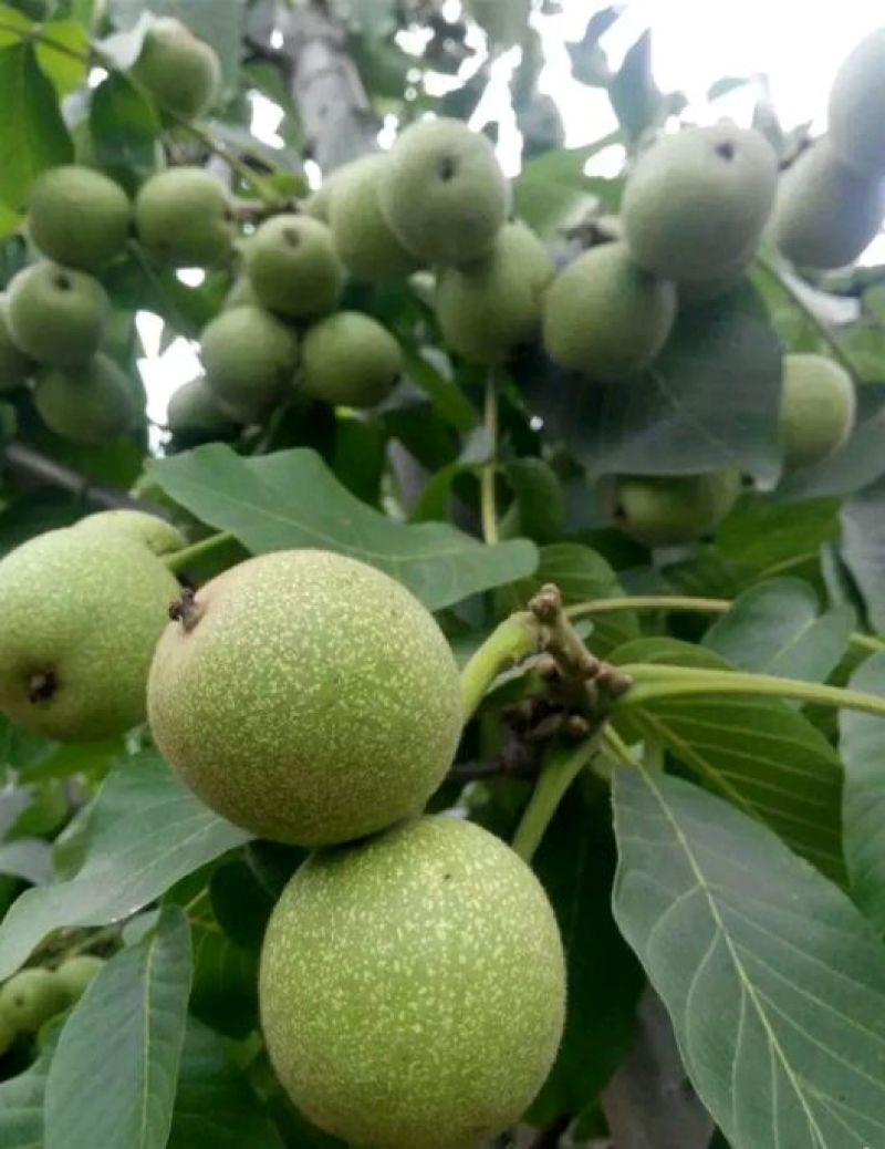 薄壳香核桃苗早结果核桃苗嫁接苗基地直销量大价低