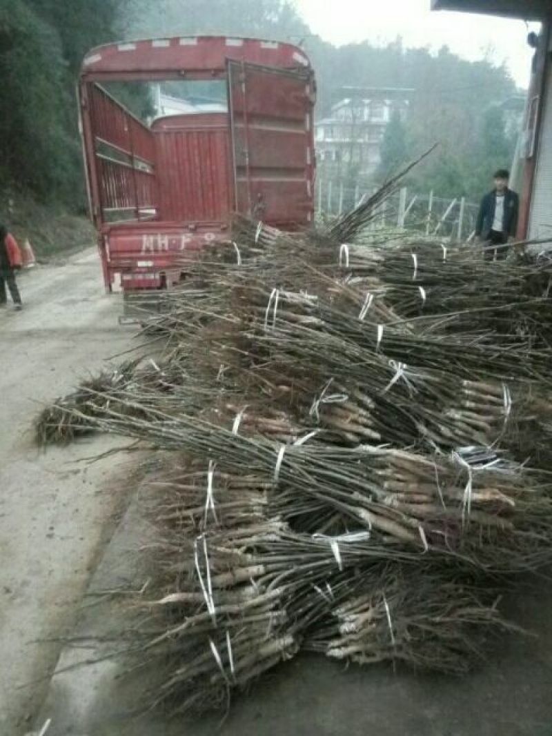 薄壳香核桃苗早结果核桃苗嫁接苗基地直销量大价低