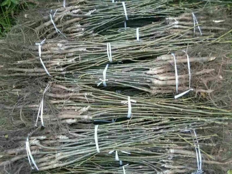 薄壳香核桃苗早结果核桃苗嫁接苗基地直销量大价低