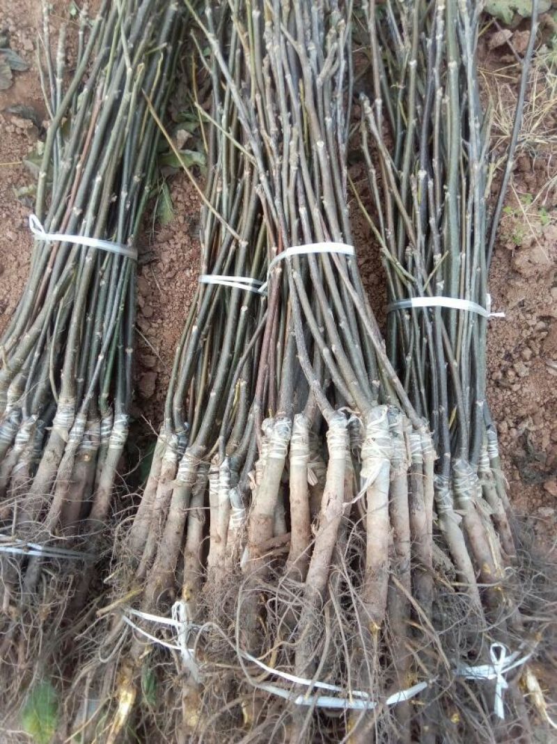薄壳香核桃苗早结果核桃苗嫁接苗基地直销量大价低