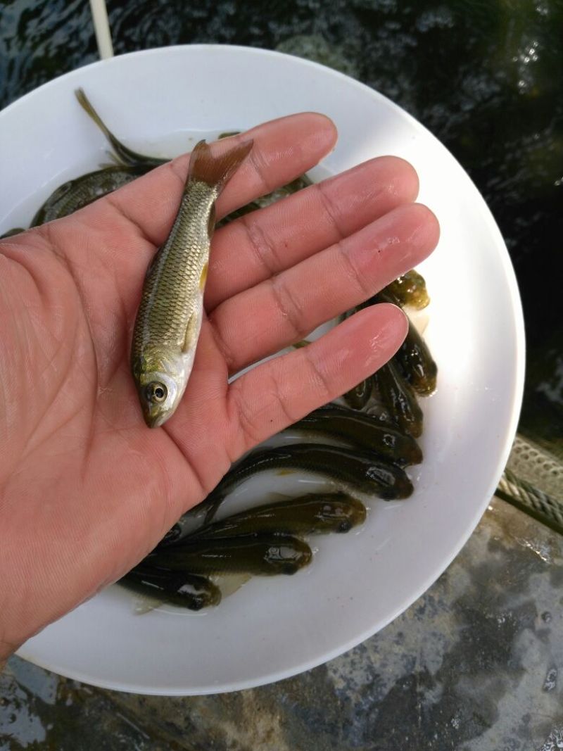 草鱼苗草鱼鱼苗抗病毒草鱼苗，各种淡水鱼苗批发