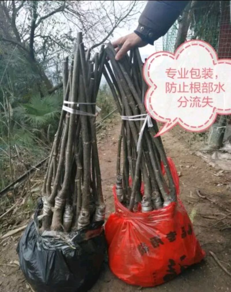 薄壳香核桃苗早结果核桃苗嫁接苗基地直销量大价低