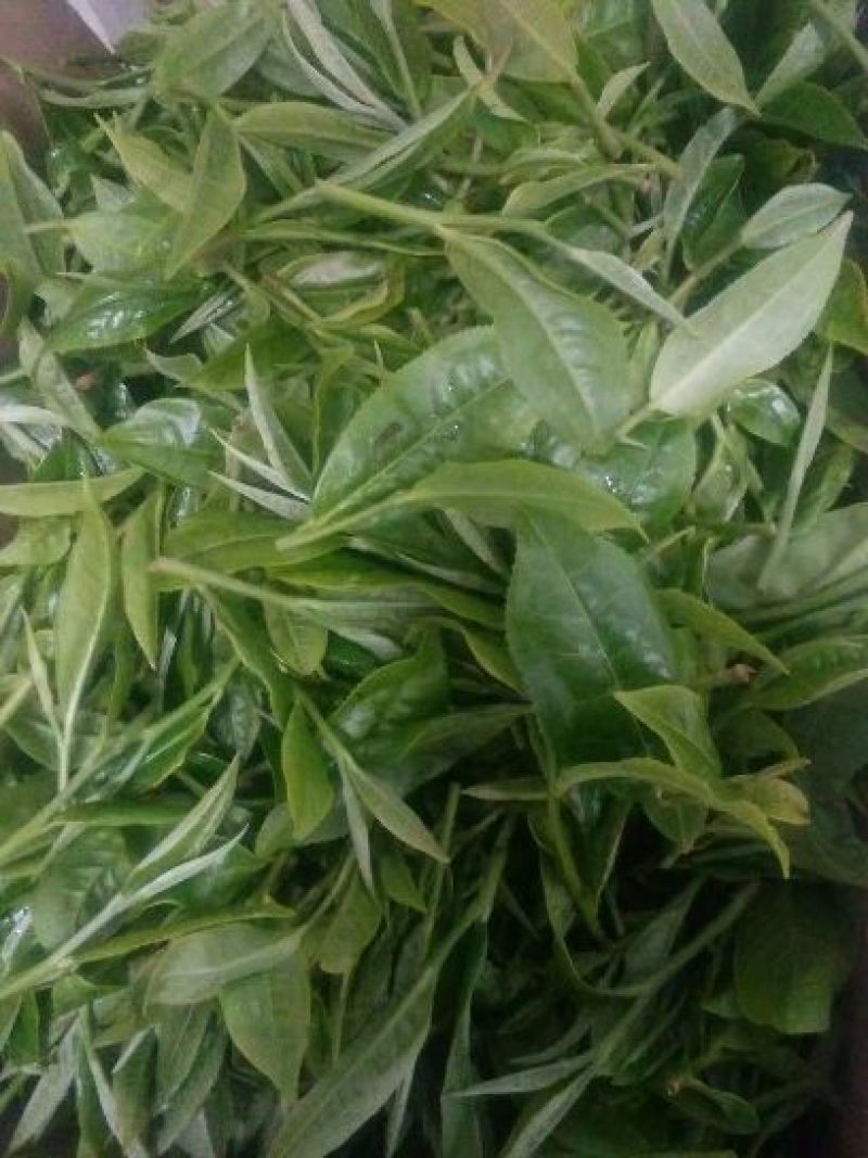 普洱茶一级