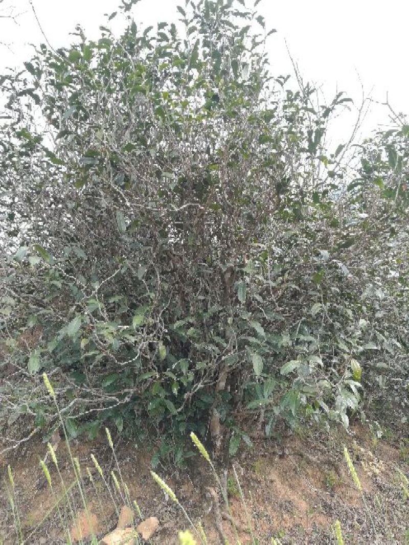 普洱茶一级