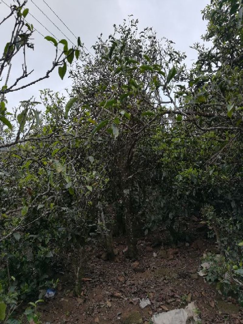 普洱茶一级