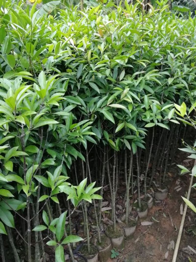 岭南山竹子苗罗蒙树粘牙子