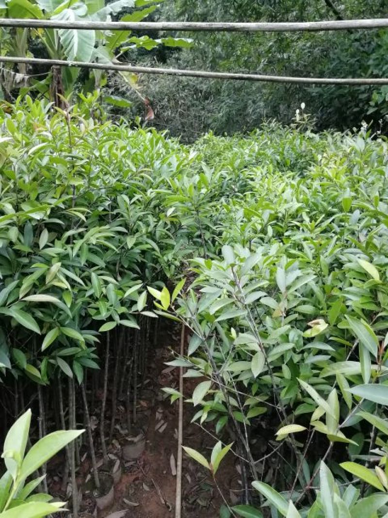 岭南山竹子苗罗蒙树粘牙子