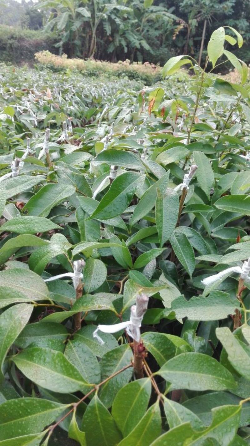 无核荔枝苗仙进奉妃子笑桂味白糖罂三月红鸡嘴荔枝糯米糍观音