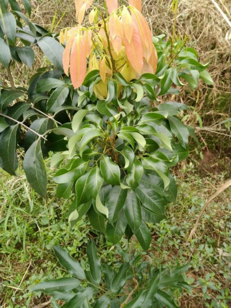 无核荔枝苗仙进奉妃子笑桂味白糖罂三月红鸡嘴荔枝糯米糍观音