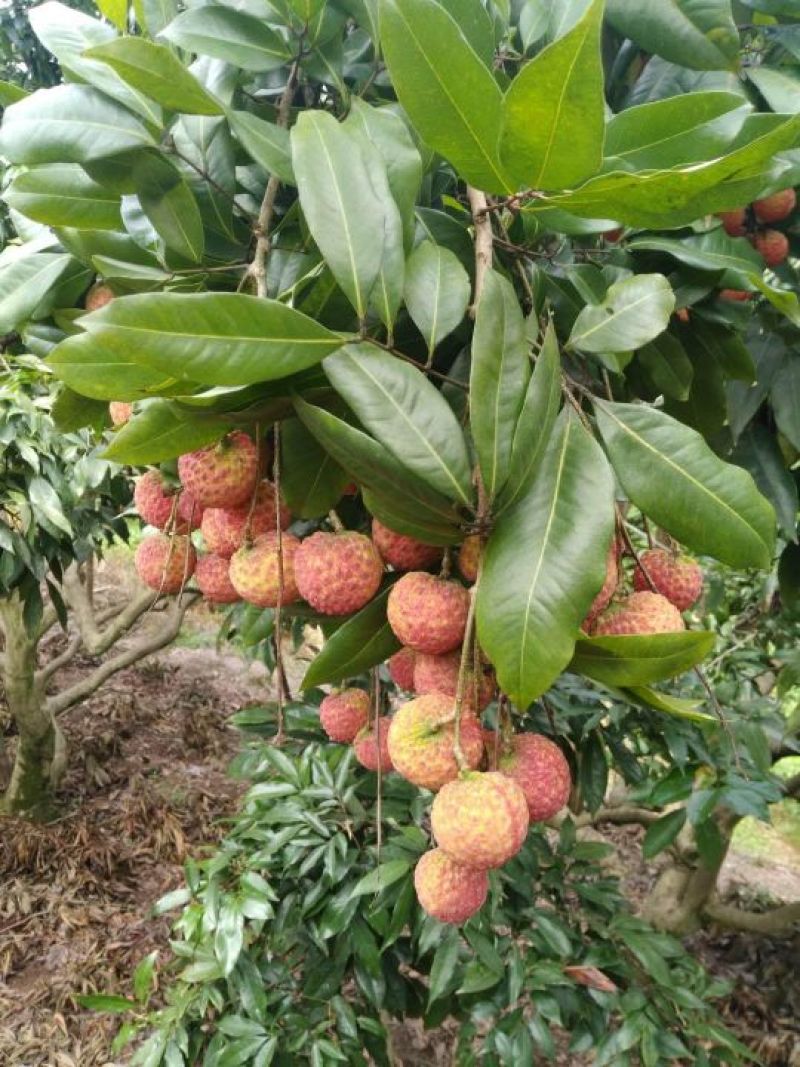 无核荔枝苗仙进奉妃子笑桂味白糖罂三月红鸡嘴荔枝糯米糍观音