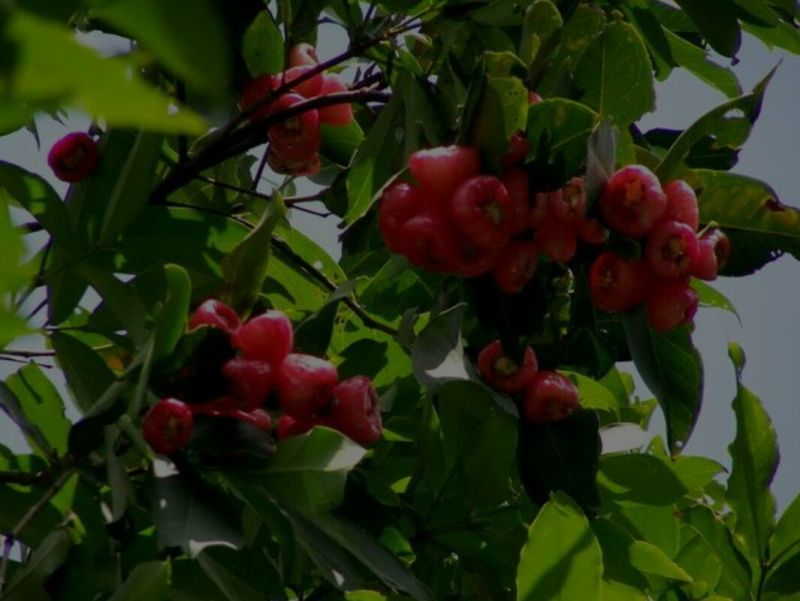 莲雾种苗阳台家庭后院盆栽种植成活率高产量高，死苗包讣