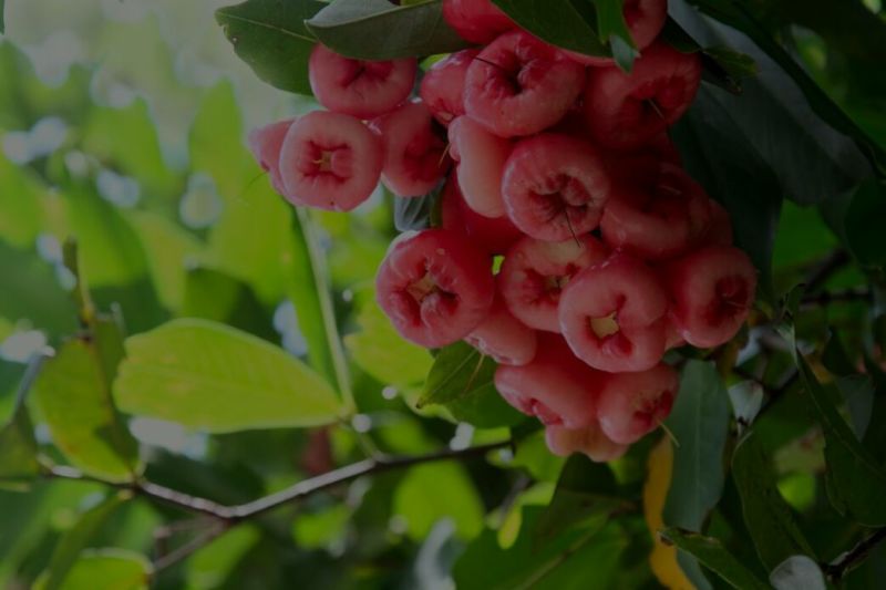 莲雾种苗阳台家庭后院盆栽种植成活率高产量高，死苗包讣