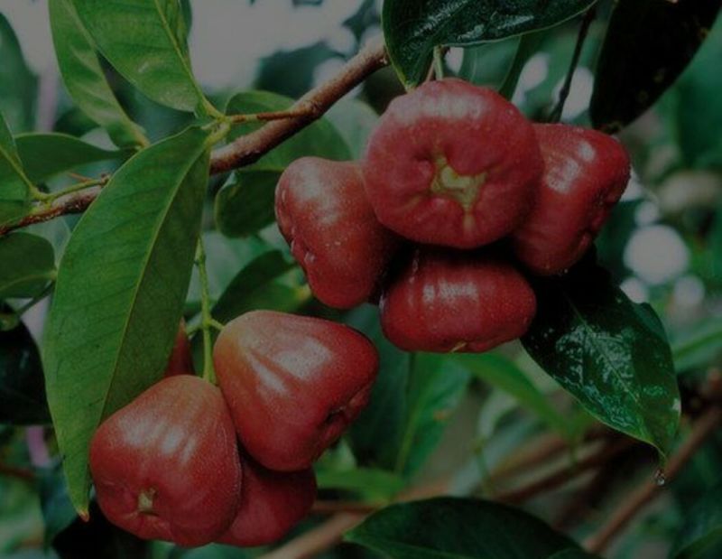 莲雾种苗阳台家庭后院盆栽种植成活率高产量高，死苗包讣
