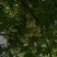 莲雾种苗阳台家庭后院盆栽种植成活率高产量高，死苗包讣