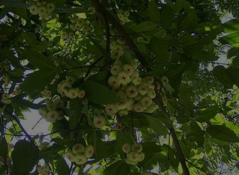莲雾种苗阳台家庭后院盆栽种植成活率高产量高，死苗包讣