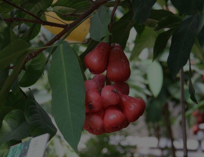 莲雾种苗阳台家庭后院盆栽种植成活率高产量高，死苗包讣