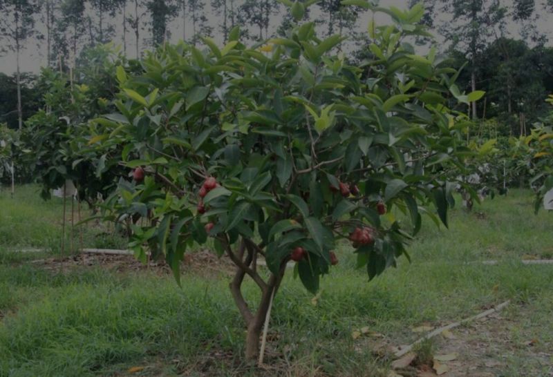 莲雾种苗阳台家庭后院盆栽种植成活率高产量高，死苗包讣