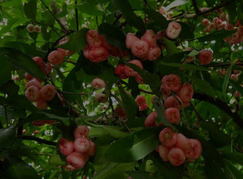 莲雾种苗阳台家庭后院盆栽种植成活率高产量高，死苗包讣