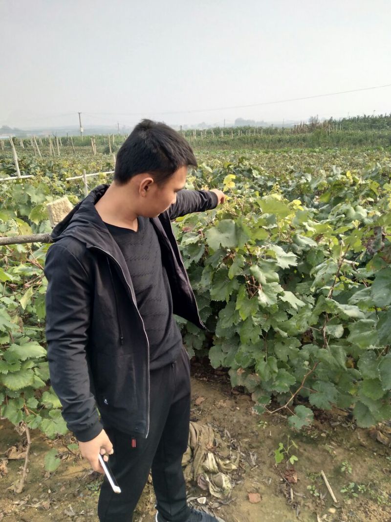葡萄苗，扦插嫁接现起现发，保湿发货，质量好，技术