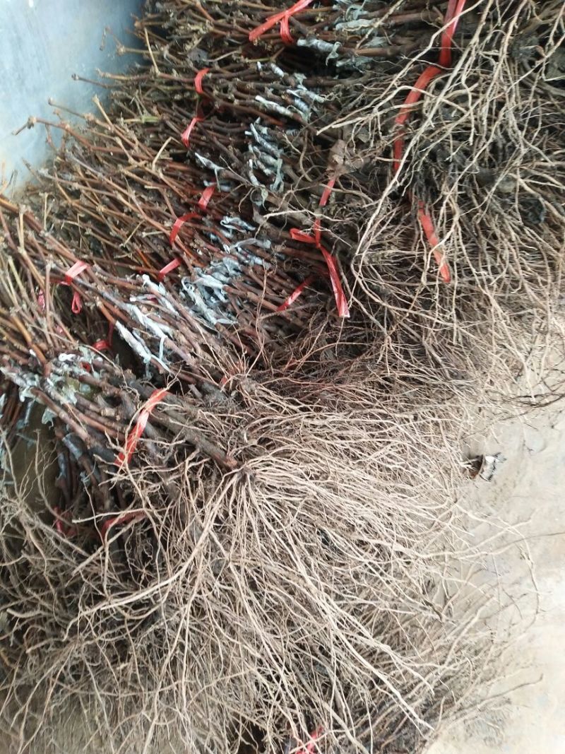 葡萄苗，扦插嫁接现起现发，保湿发货，质量好，技术