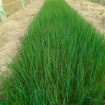 葱苗30cm