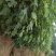 无花果苗波姬红，青皮无花果苗