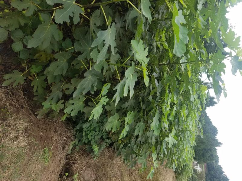 无花果苗波姬红，青皮无花果苗