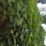 无花果苗波姬红，青皮无花果苗