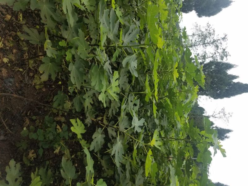 无花果苗波姬红，青皮无花果苗