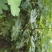 无花果苗波姬红，青皮无花果苗