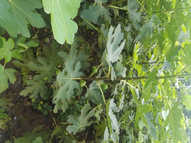 无花果苗波姬红，青皮无花果苗