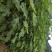 无花果苗波姬红，青皮无花果苗