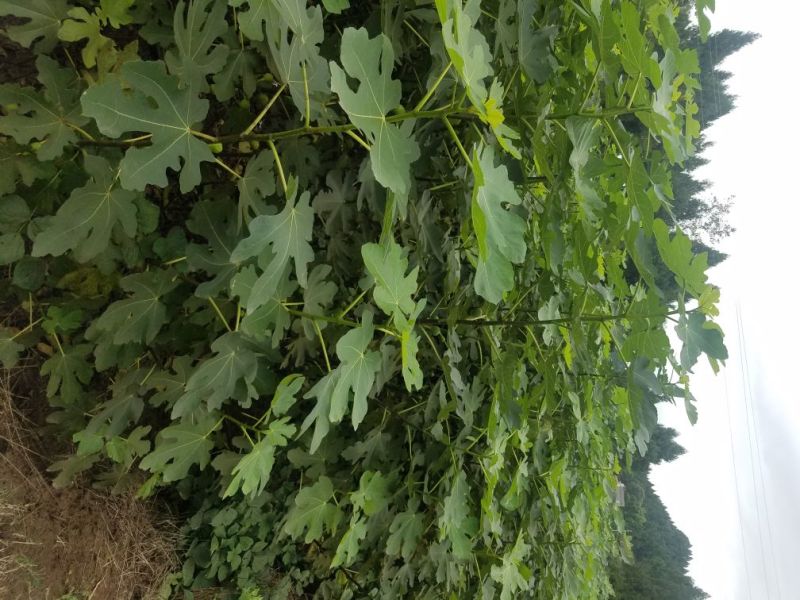 无花果苗波姬红，青皮无花果苗