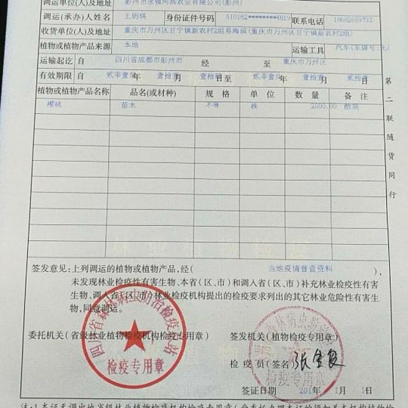 无花果苗波姬红，青皮无花果苗