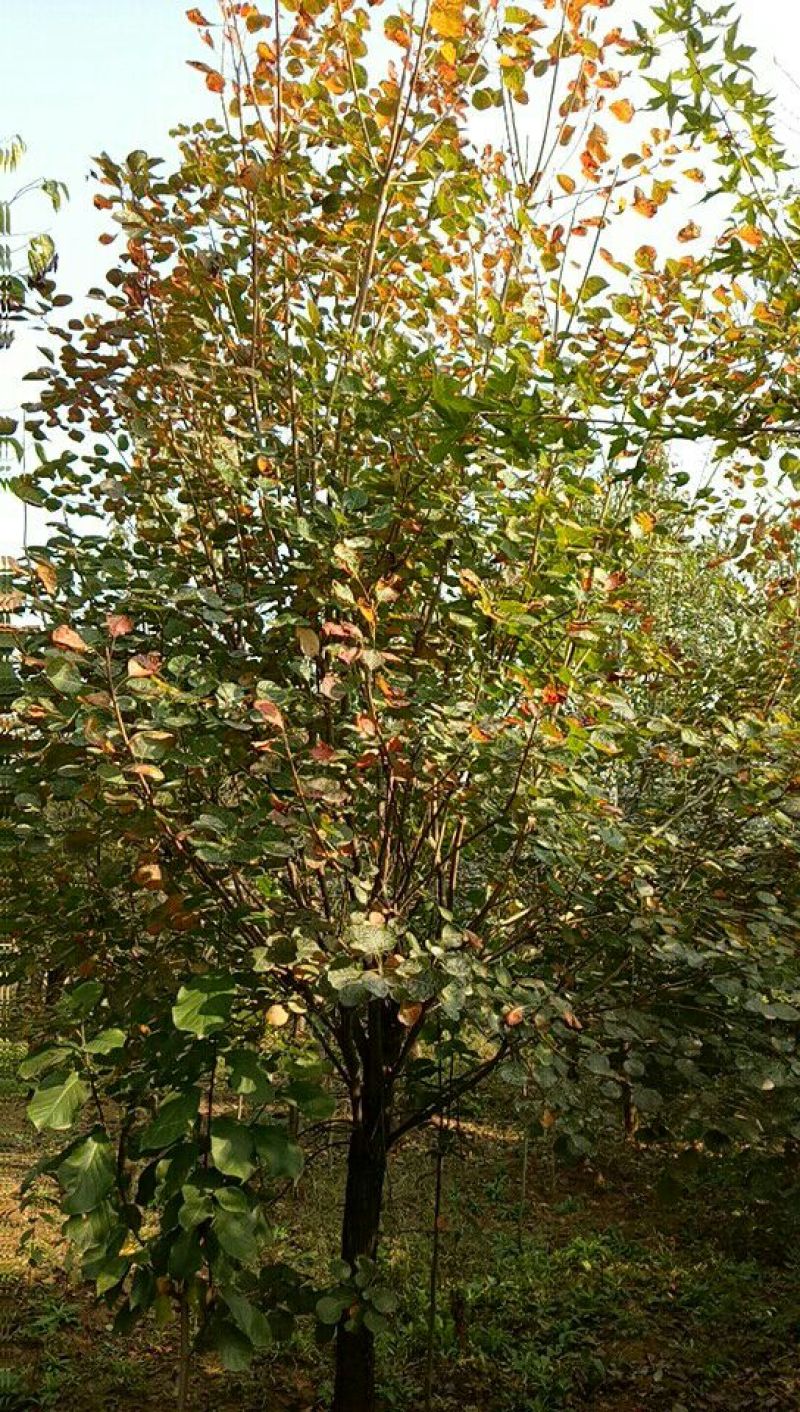 黄栌10~12cm3~3.5m