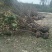 黄栌10~12cm3~3.5m