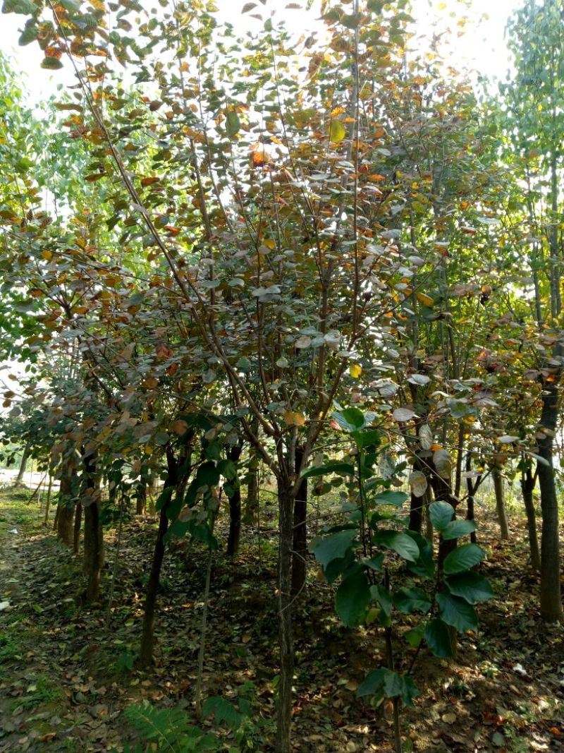 黄栌10~12cm3~3.5m