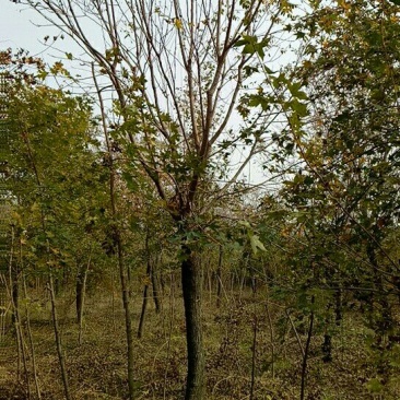 北栾苗10~20cm
