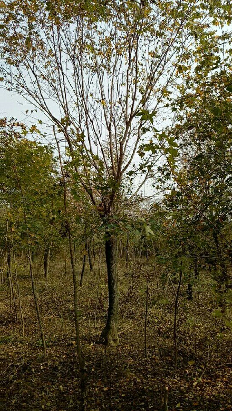 北栾苗10~20cm