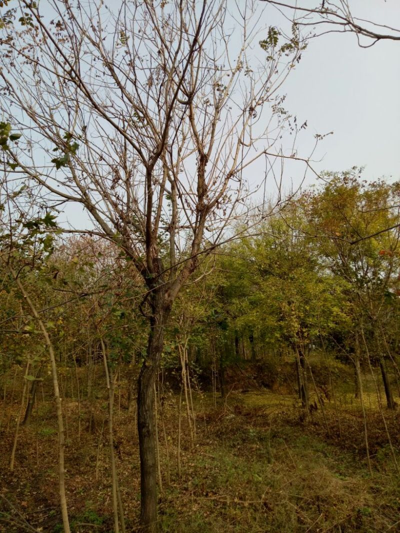 北栾苗10~20cm