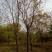 北栾苗10~20cm
