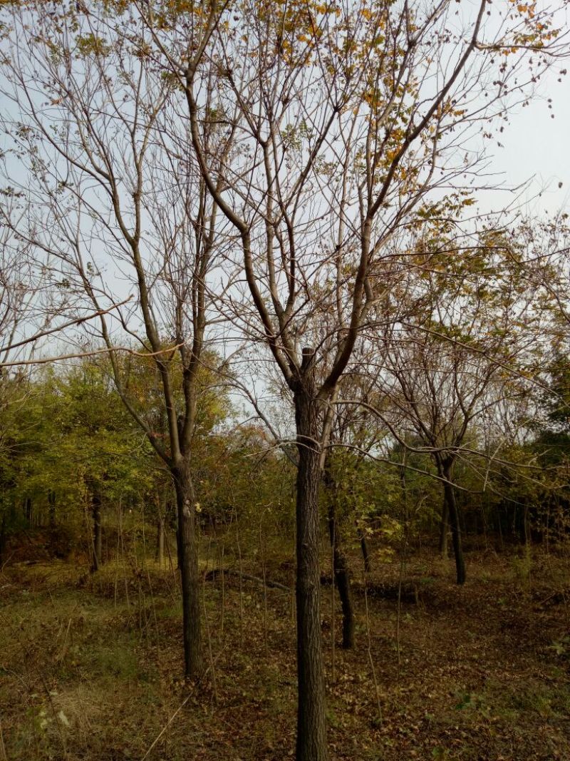 北栾苗10~20cm